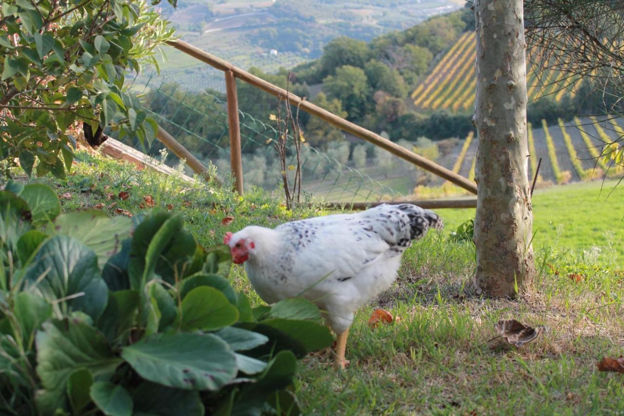 Il Poderuccio Bauernhof Castiglione dʼOrcia